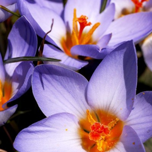 Crocus biflorus ssp isauricus